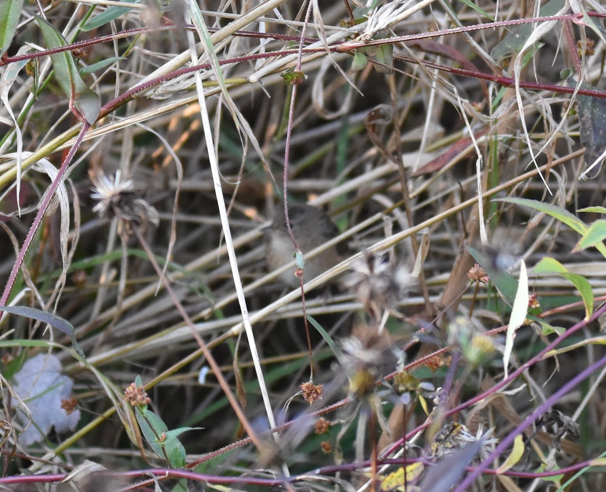 Sedge Wren - ML625550795