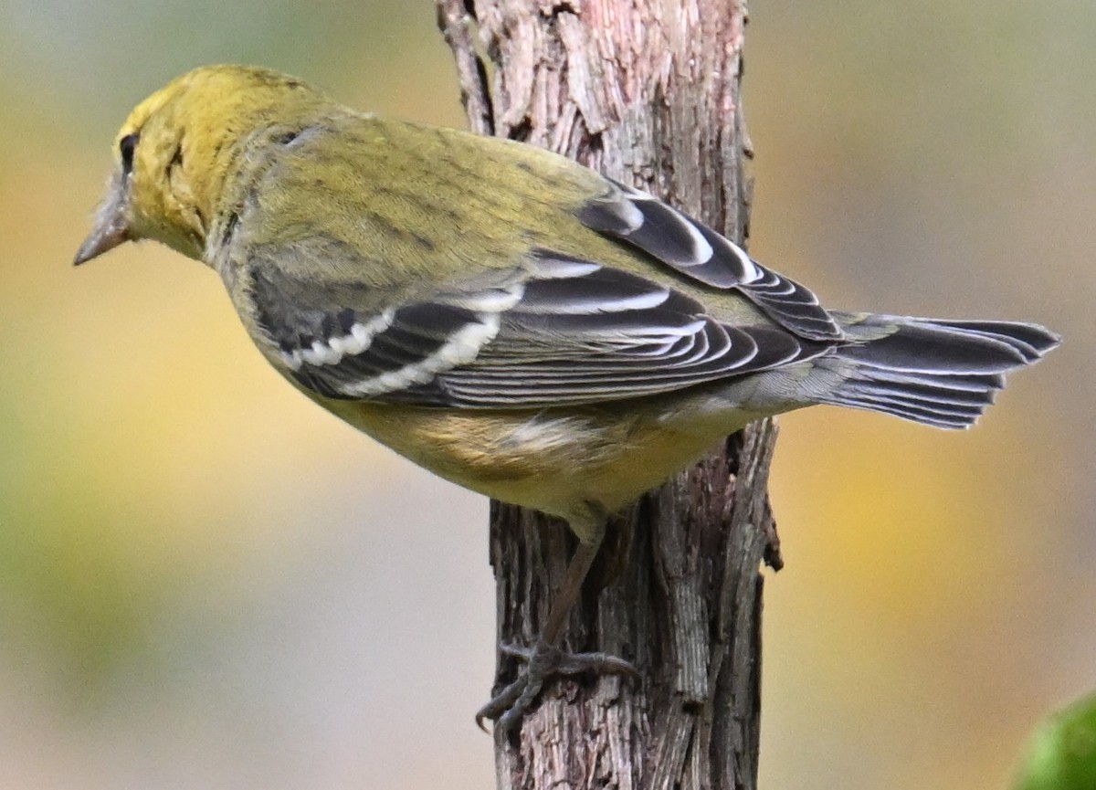 Bay-breasted Warbler - ML625550797