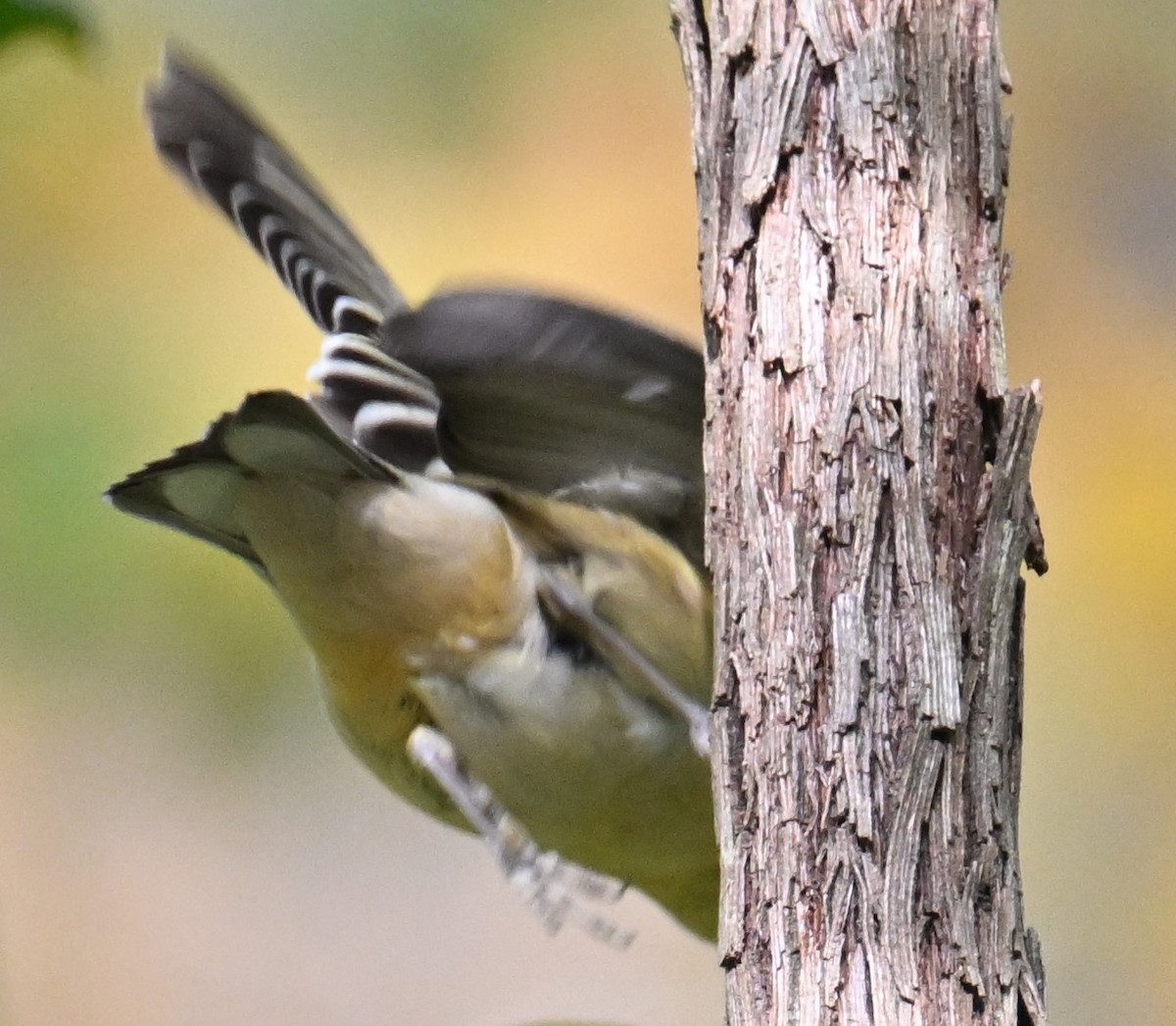 Bay-breasted Warbler - ML625550798