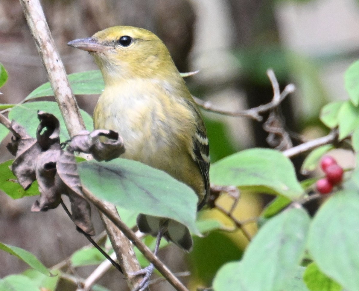 Bay-breasted Warbler - ML625550799
