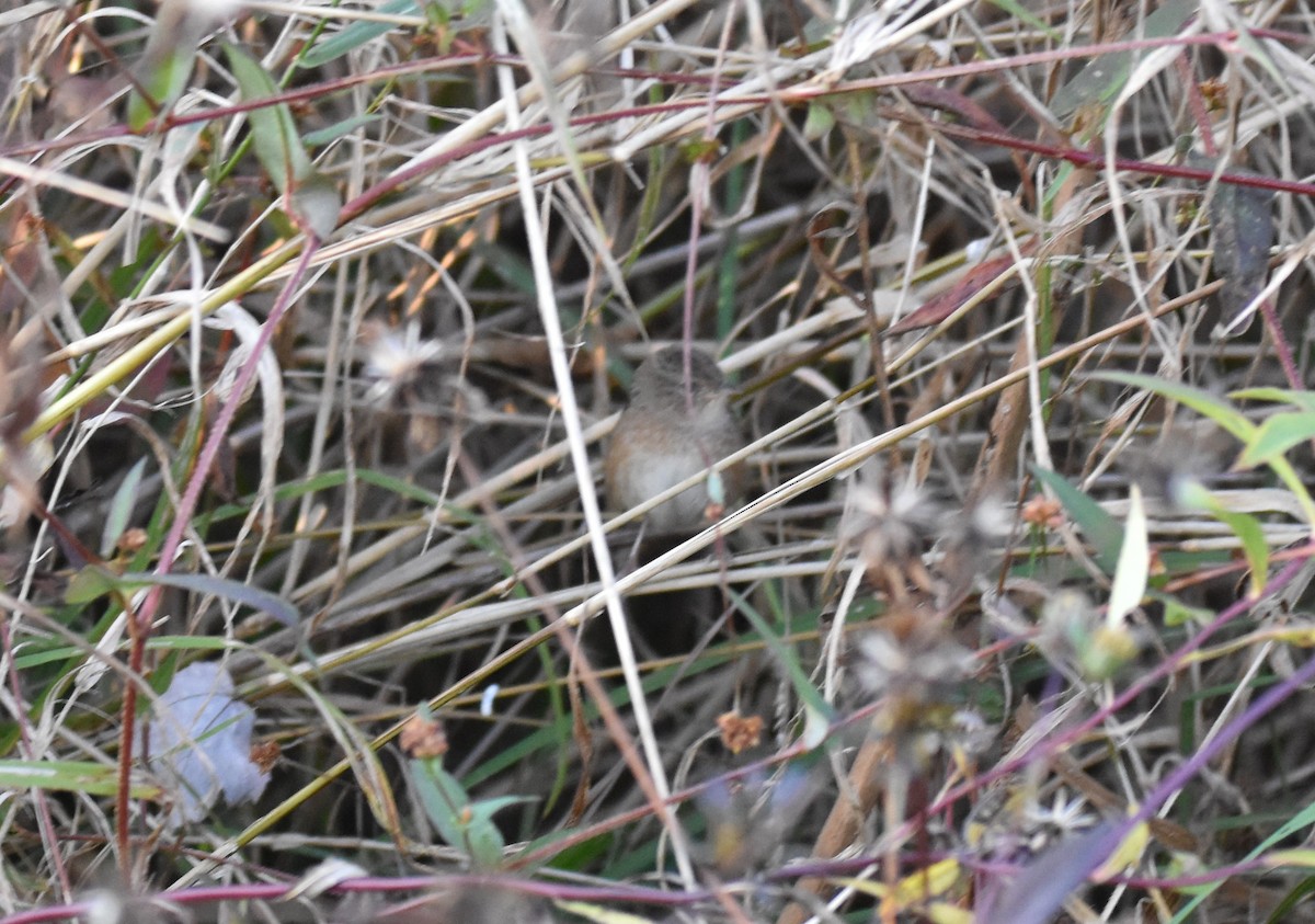 Sedge Wren - John Mitchell