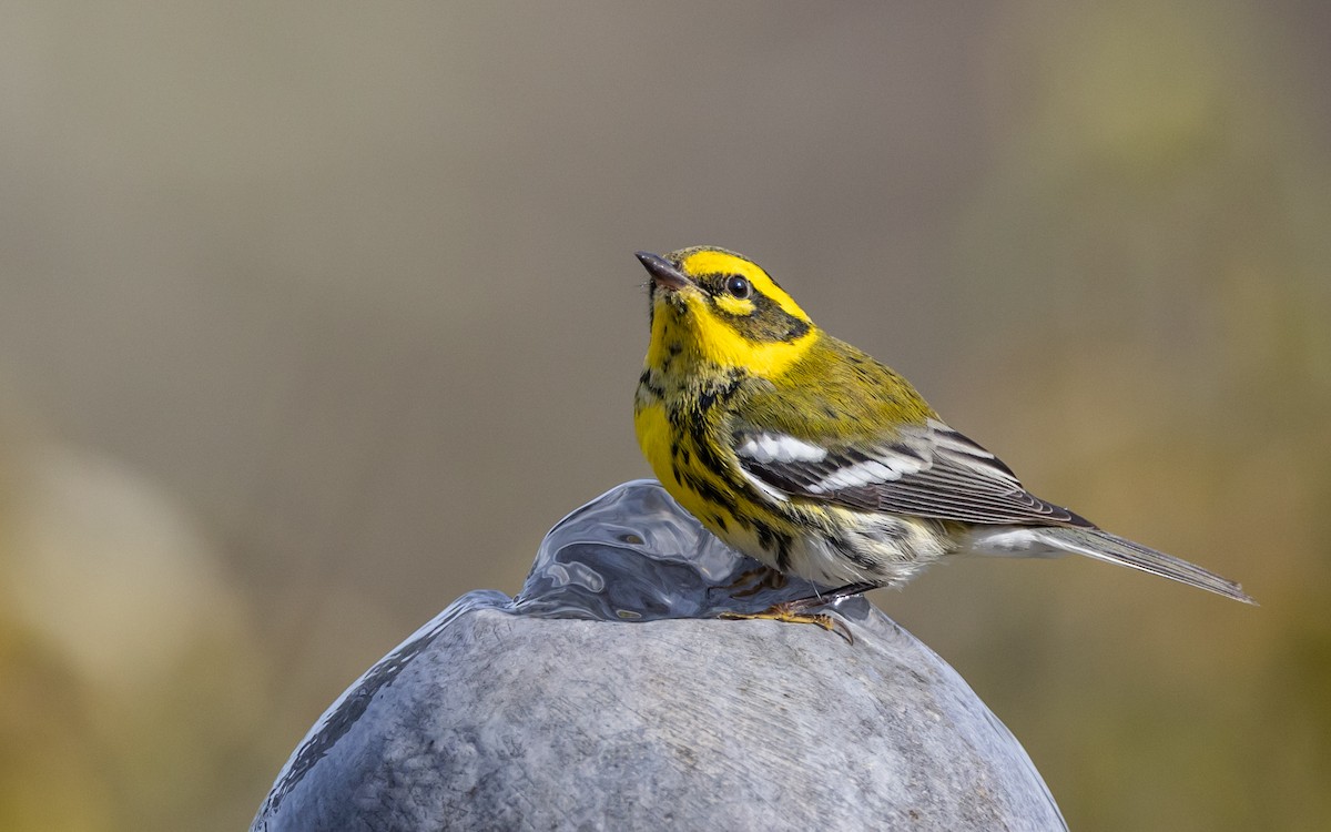 Townsend's Warbler - ML625550805