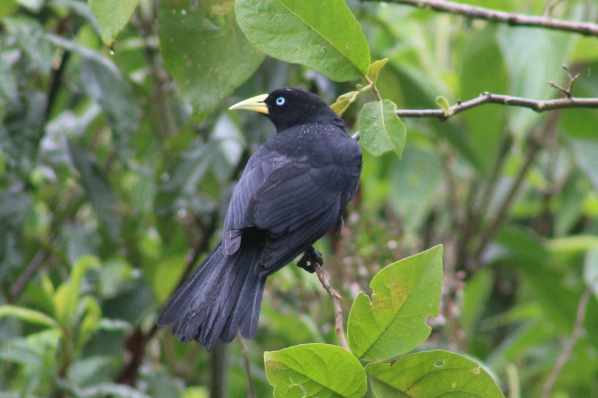 Scarlet-rumped Cacique - ML625550852