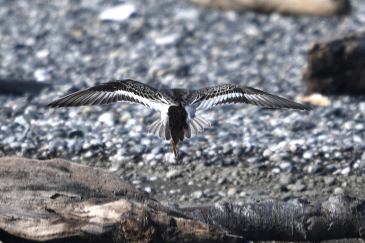Rock Sandpiper - ML625550901