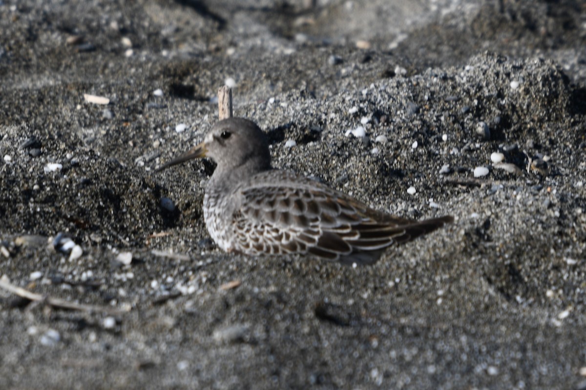 Rock Sandpiper - ML625550902