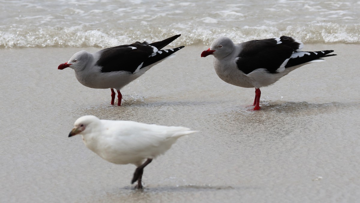 Dolphin Gull - ML625550924