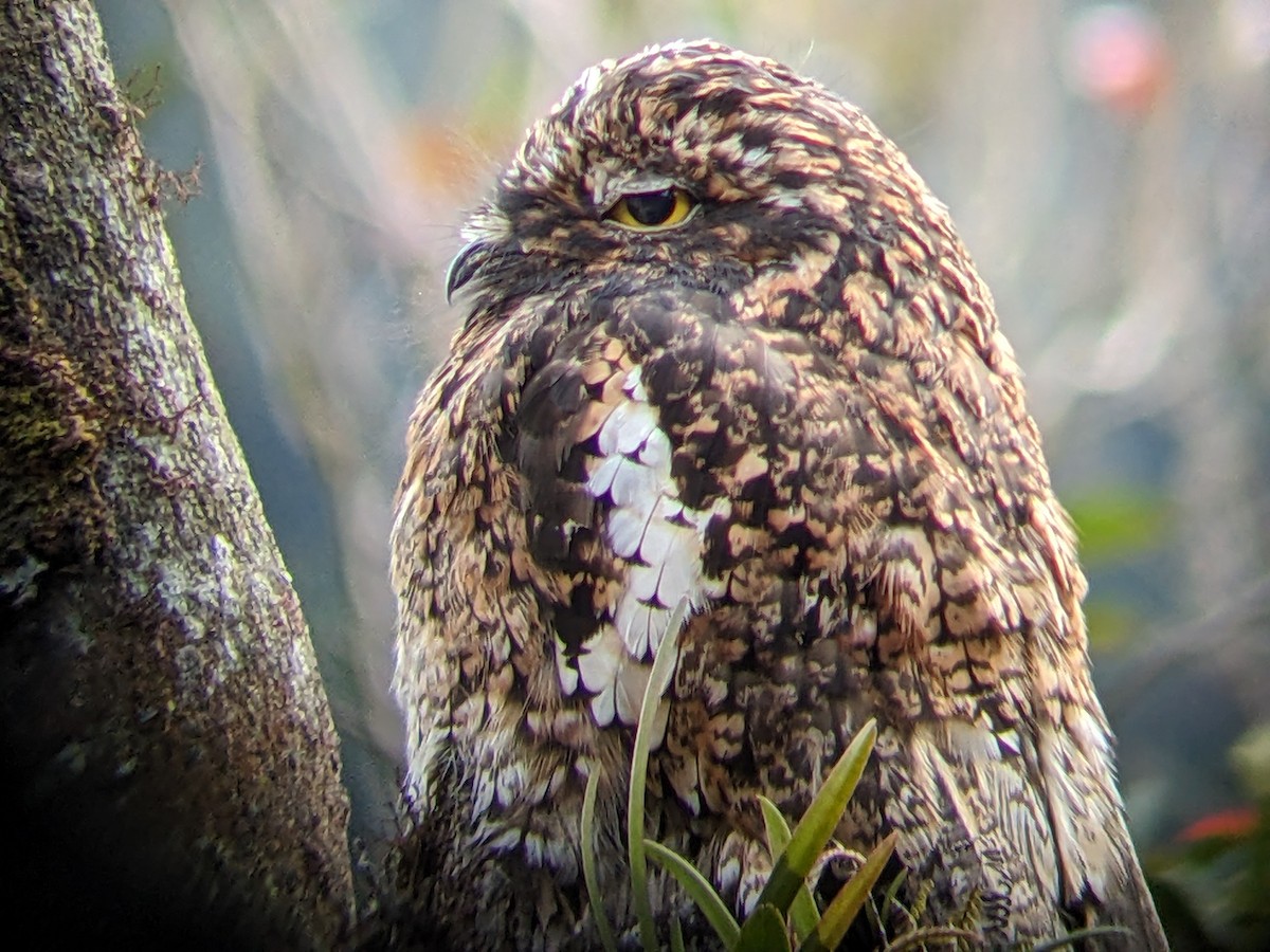 Andean Potoo - ML625550925