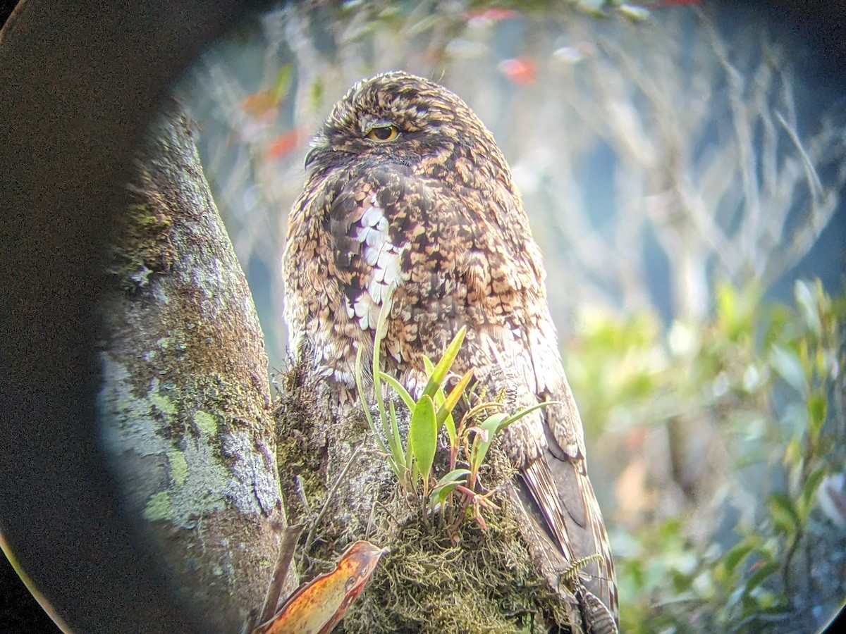 Andean Potoo - jean bernier