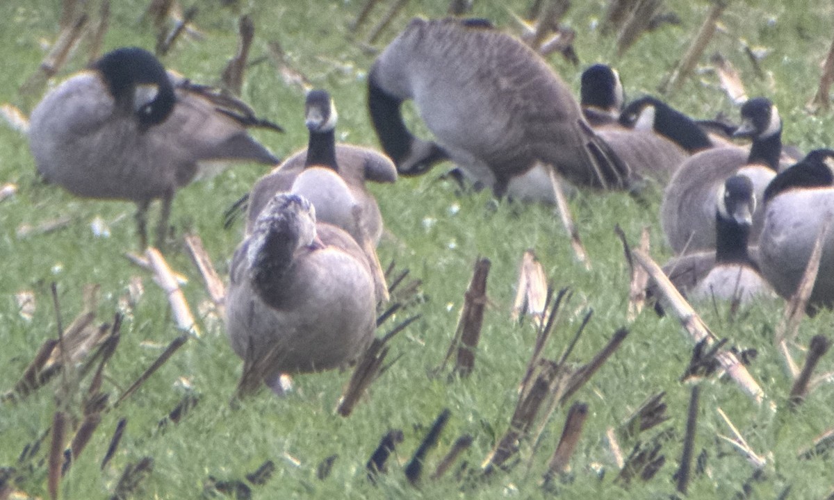 Graylag x Canada Goose (hybrid) - ML625550941