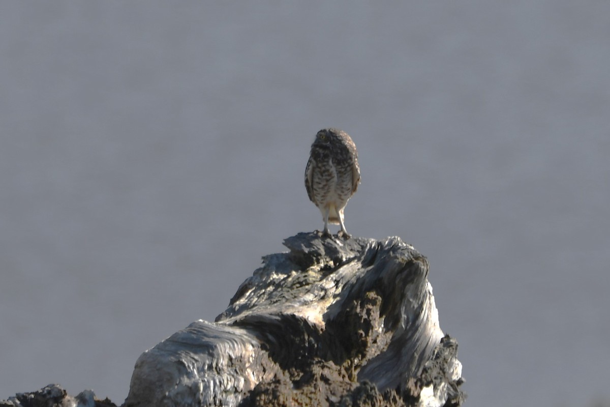 Burrowing Owl - ML625550956