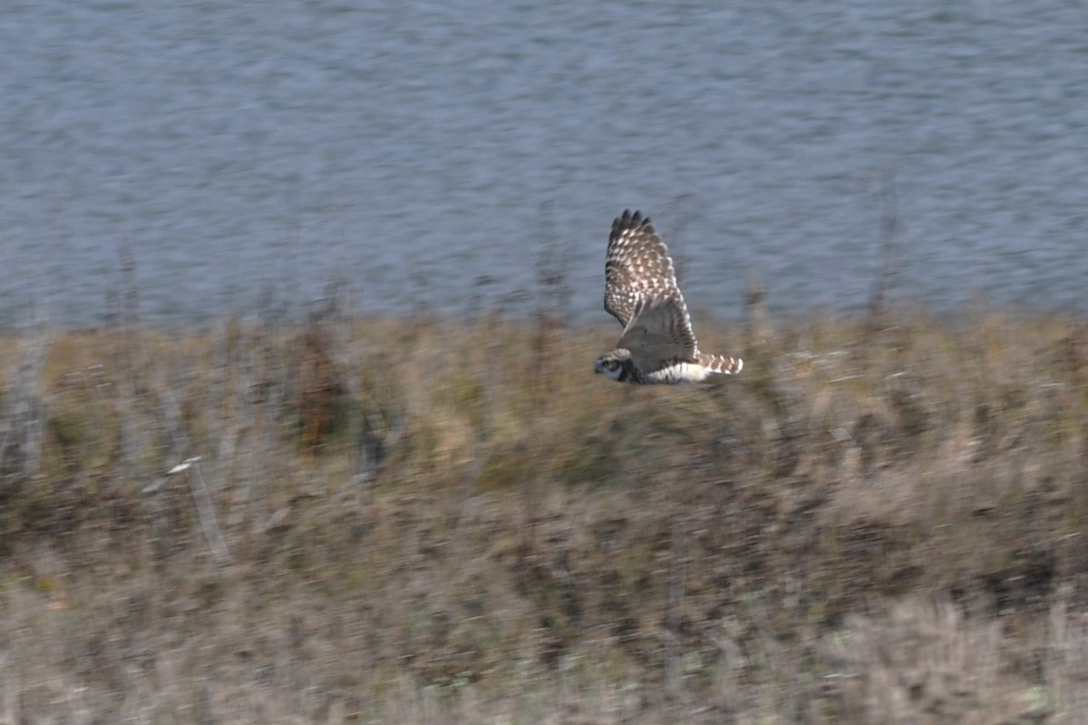 Burrowing Owl - ML625550957