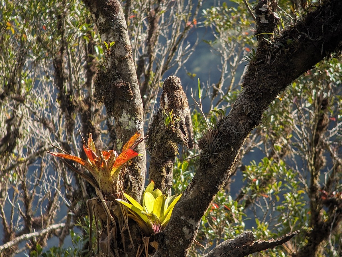 Andean Potoo - ML625550975