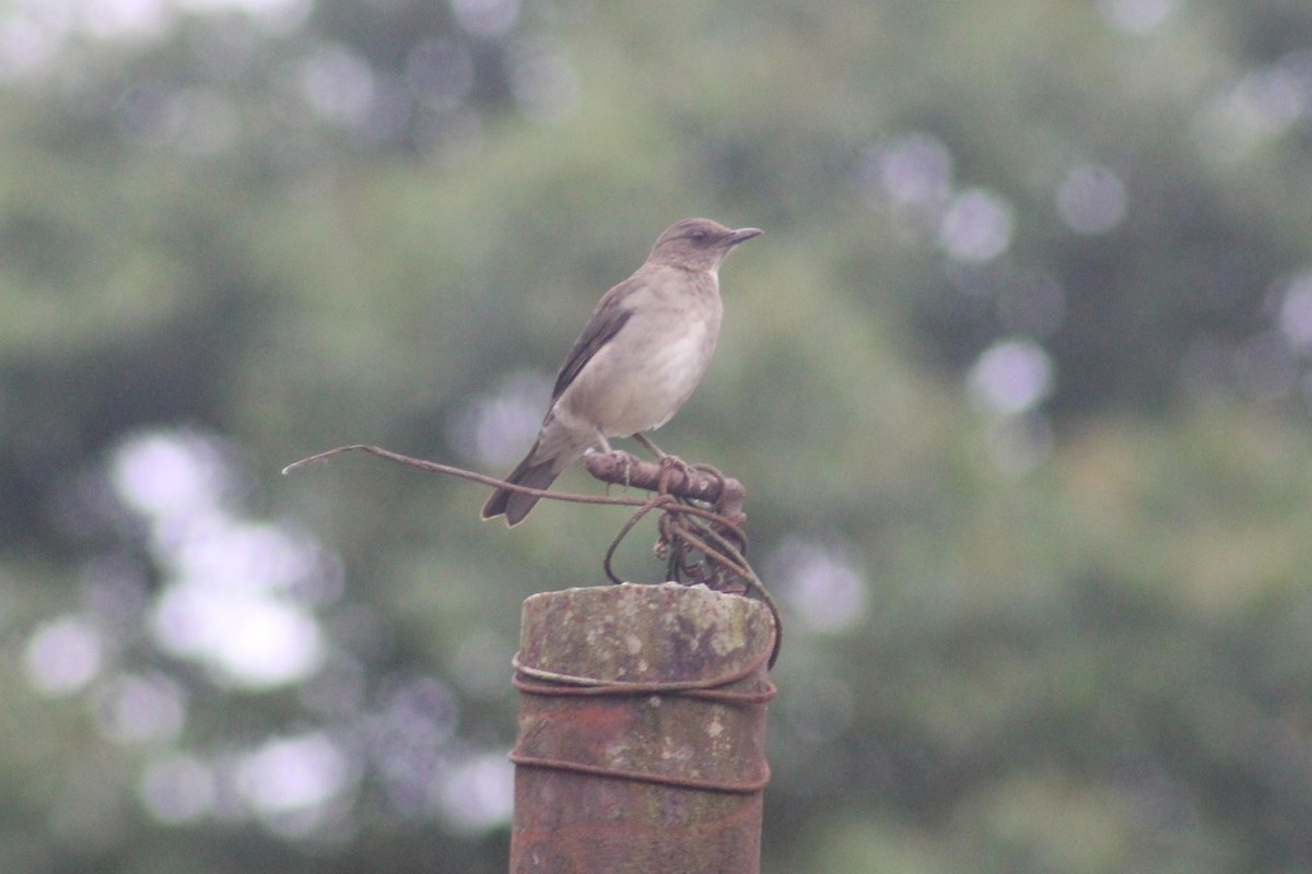 Black-billed Thrush - ML625550980