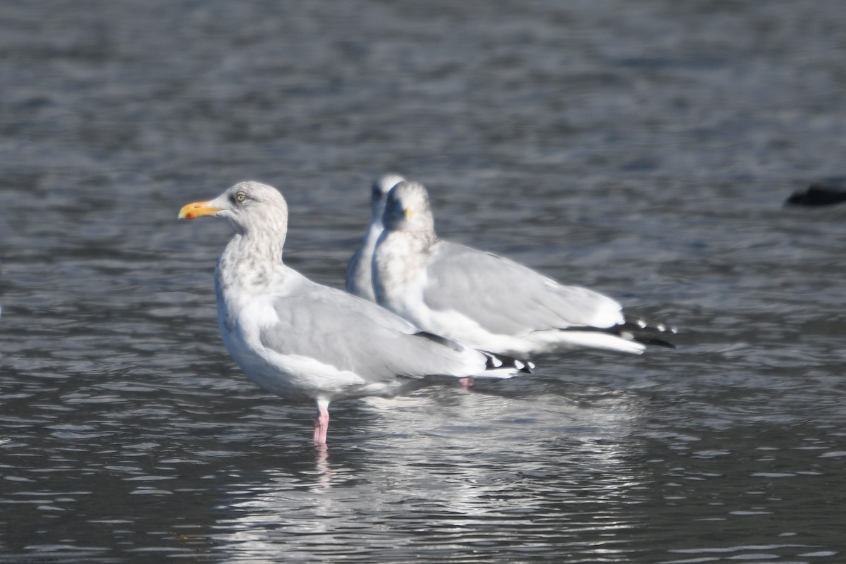 American Herring Gull - ML625550995