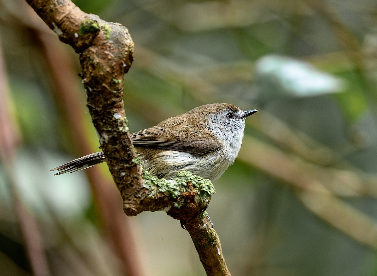 Brown Gerygone - ML625551000