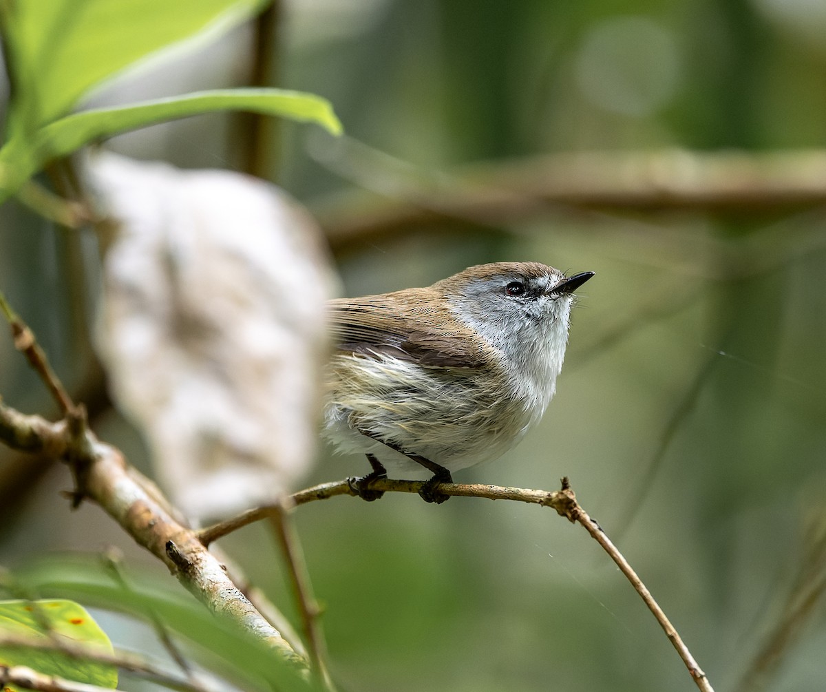 Brown Gerygone - ML625551002