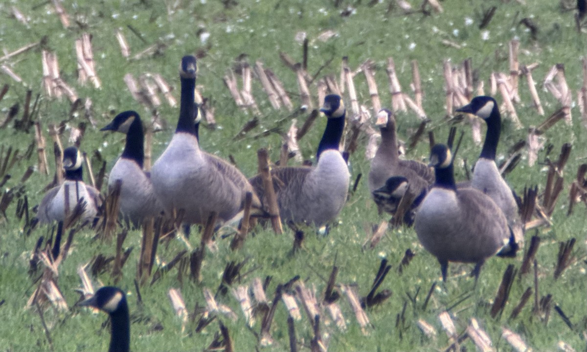 Greater White-fronted Goose (Western) - ML625551036