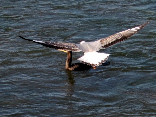 Gray-hooded Gull - ML625551121