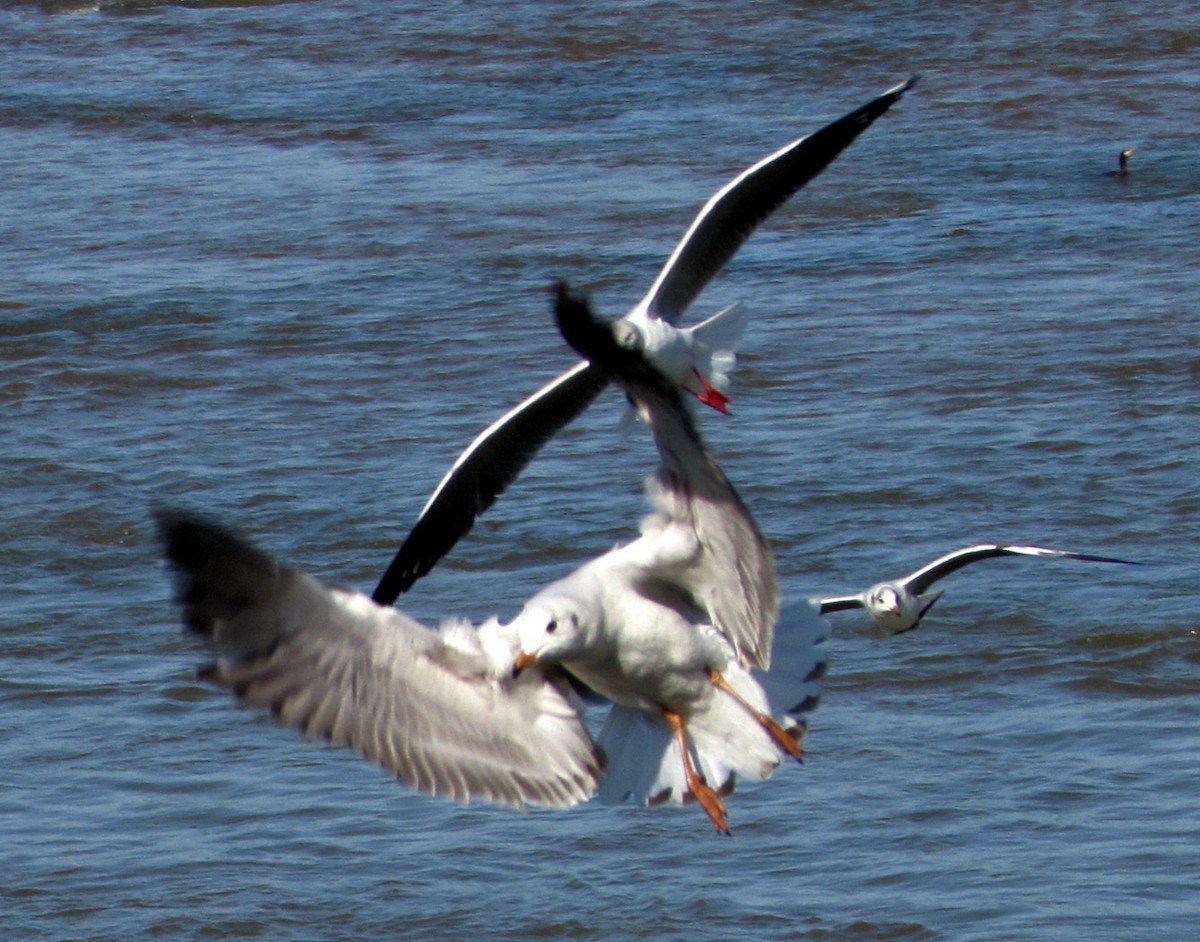 Gray-hooded Gull - Hugo Rodriguez