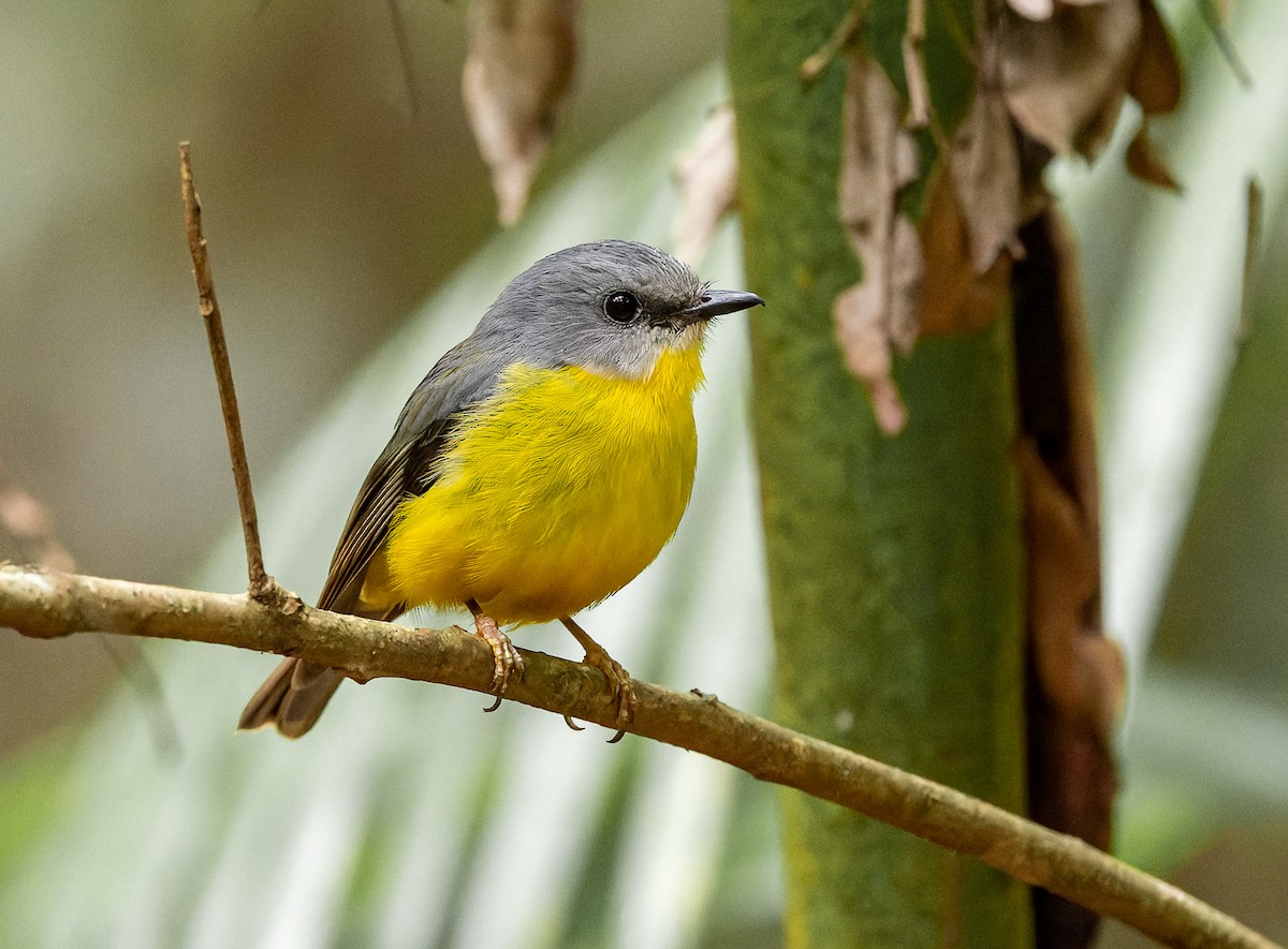 Eastern Yellow Robin - ML625551186