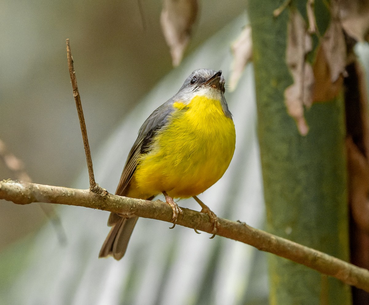 Eastern Yellow Robin - ML625551188