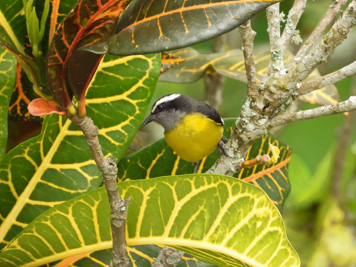 Bananaquit - ML625551209