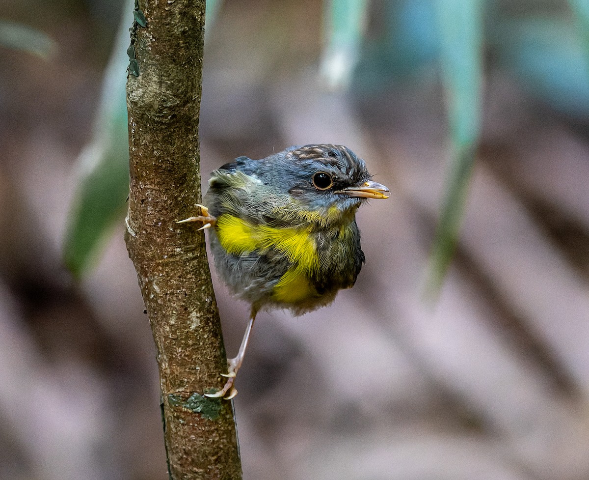 Eastern Yellow Robin - ML625551225