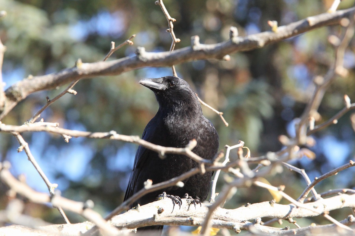 American Crow - Maxime Boisvert