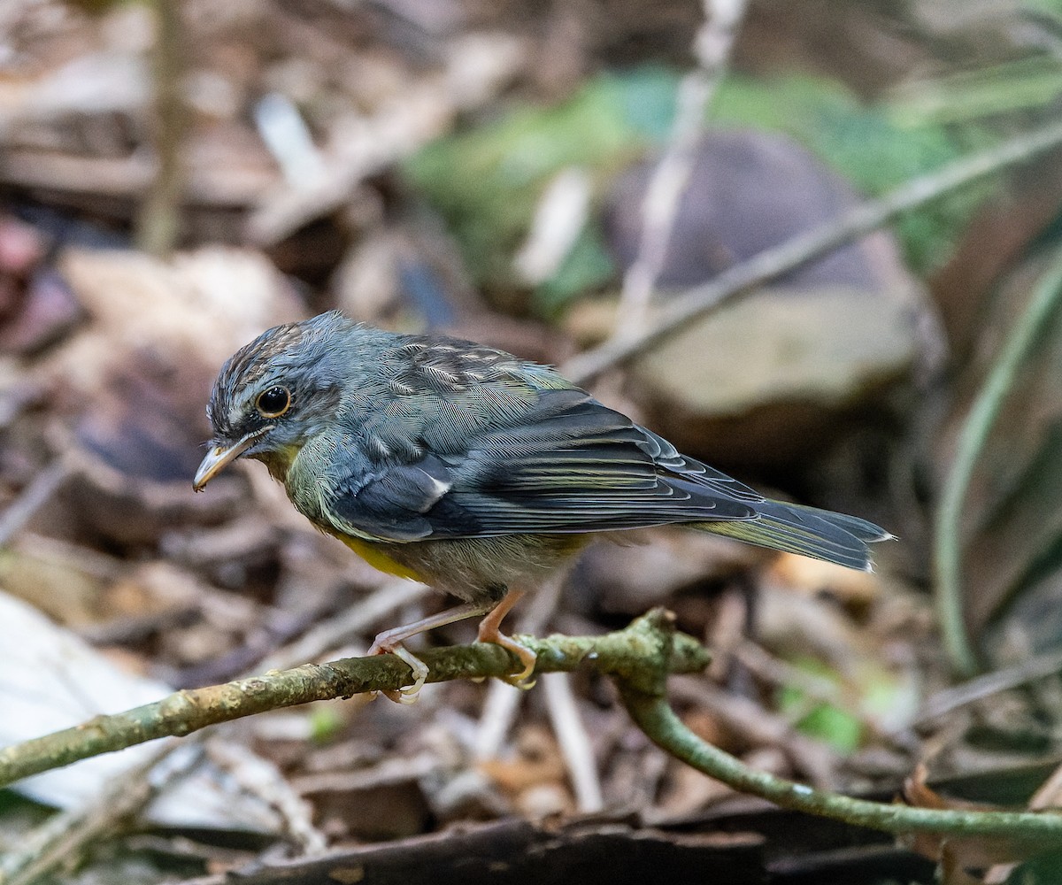 Eastern Yellow Robin - ML625551235