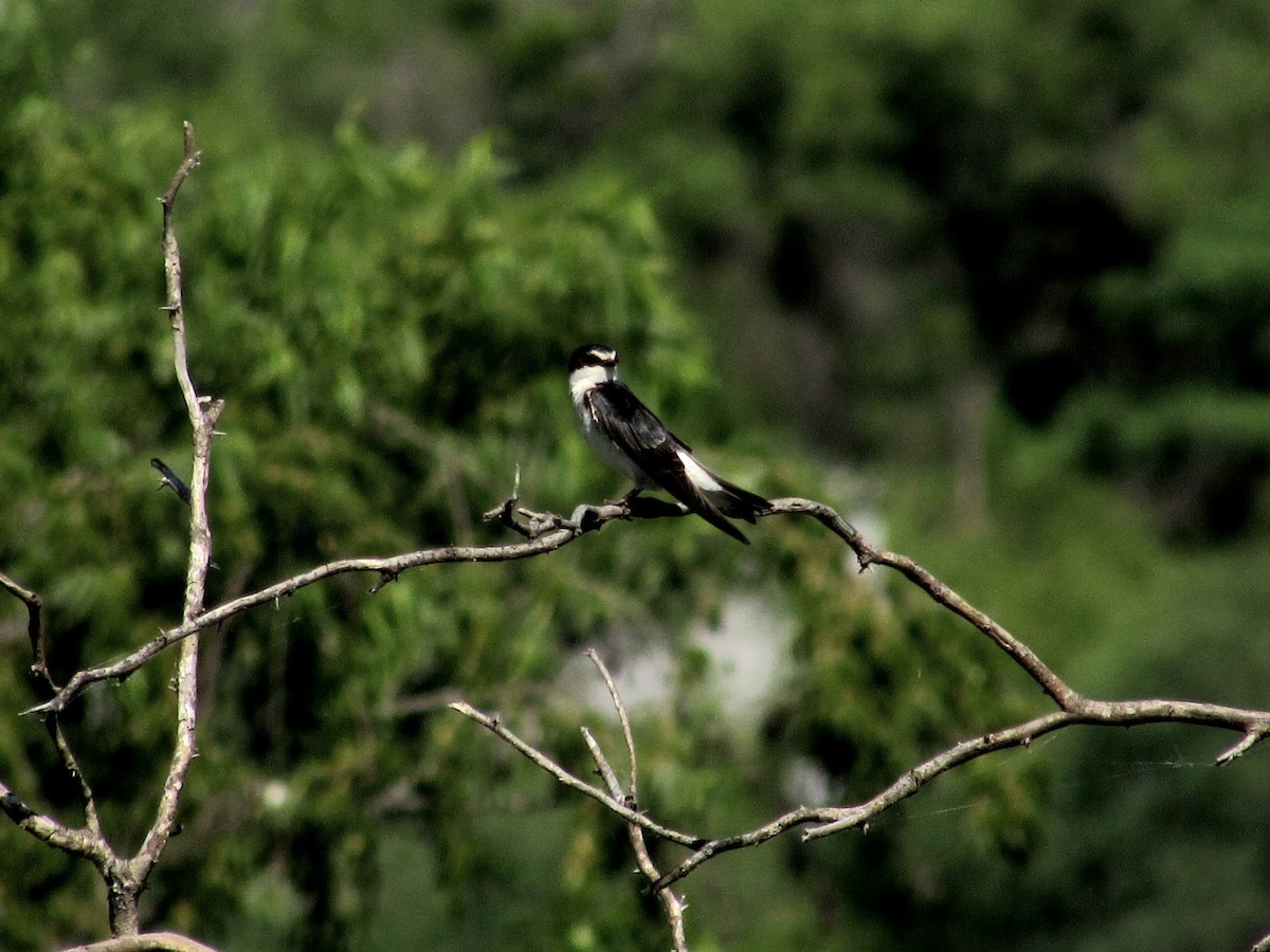 White-rumped Swallow - Hugo Rodriguez