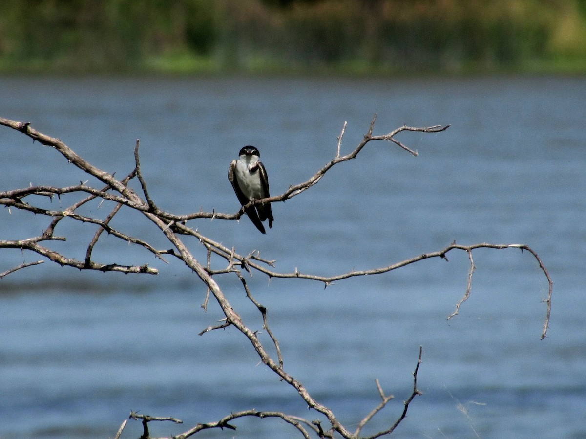 White-rumped Swallow - ML625551243