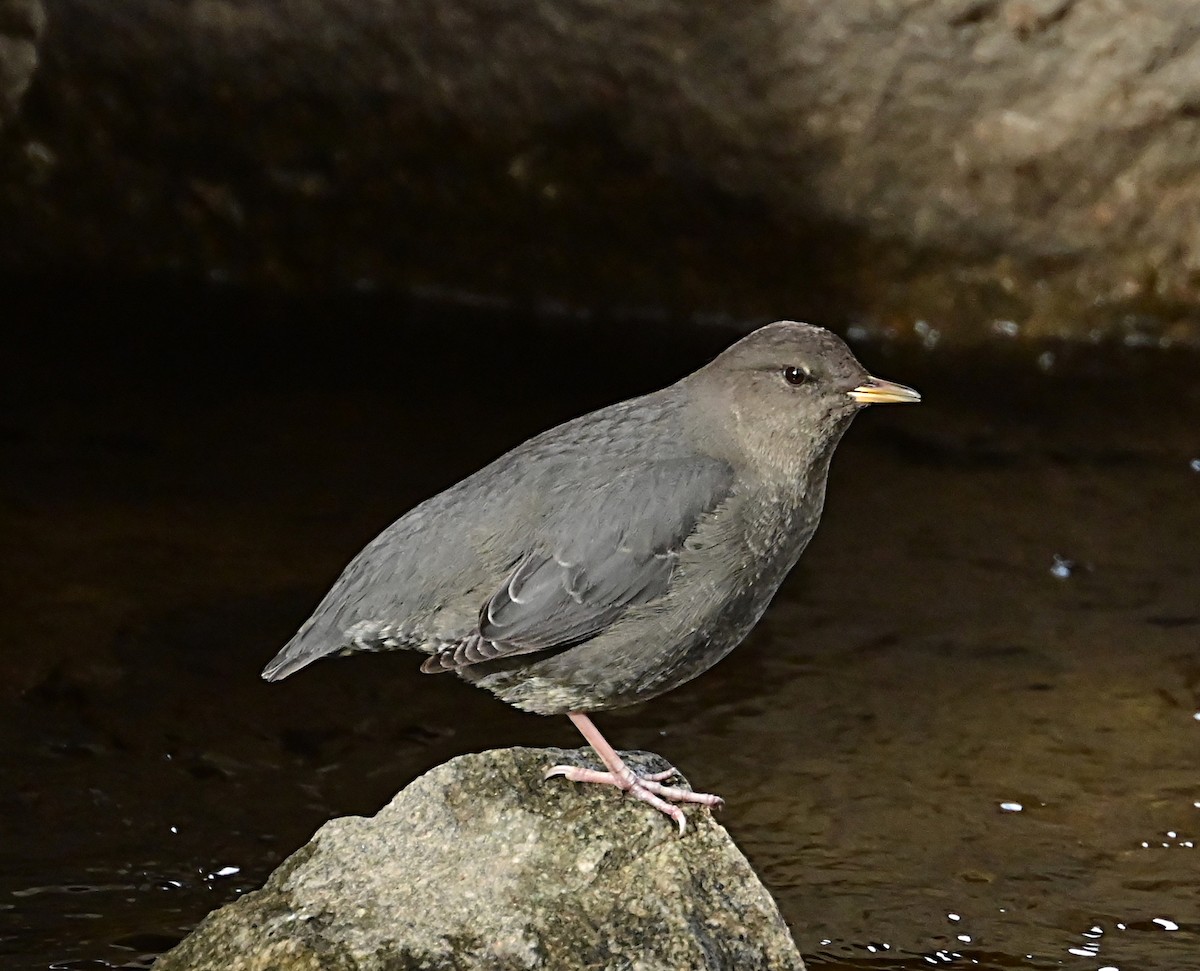 American Dipper - ML625551296