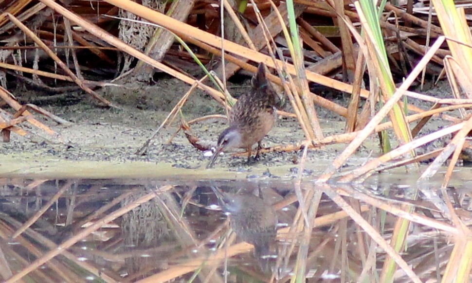 Virginia Rail - ML62555131