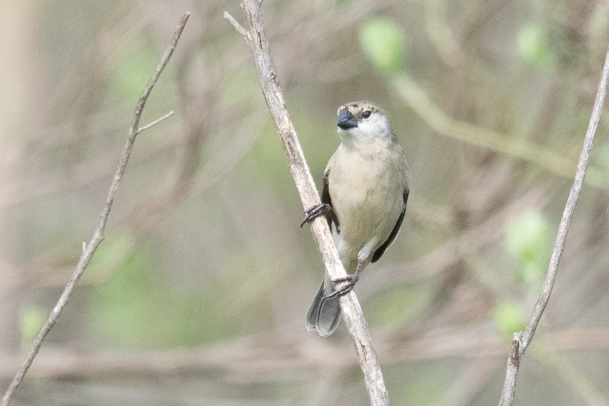 Pearly-bellied Seedeater - ML625551366