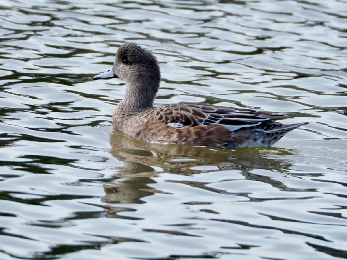 American Wigeon - ML625551401