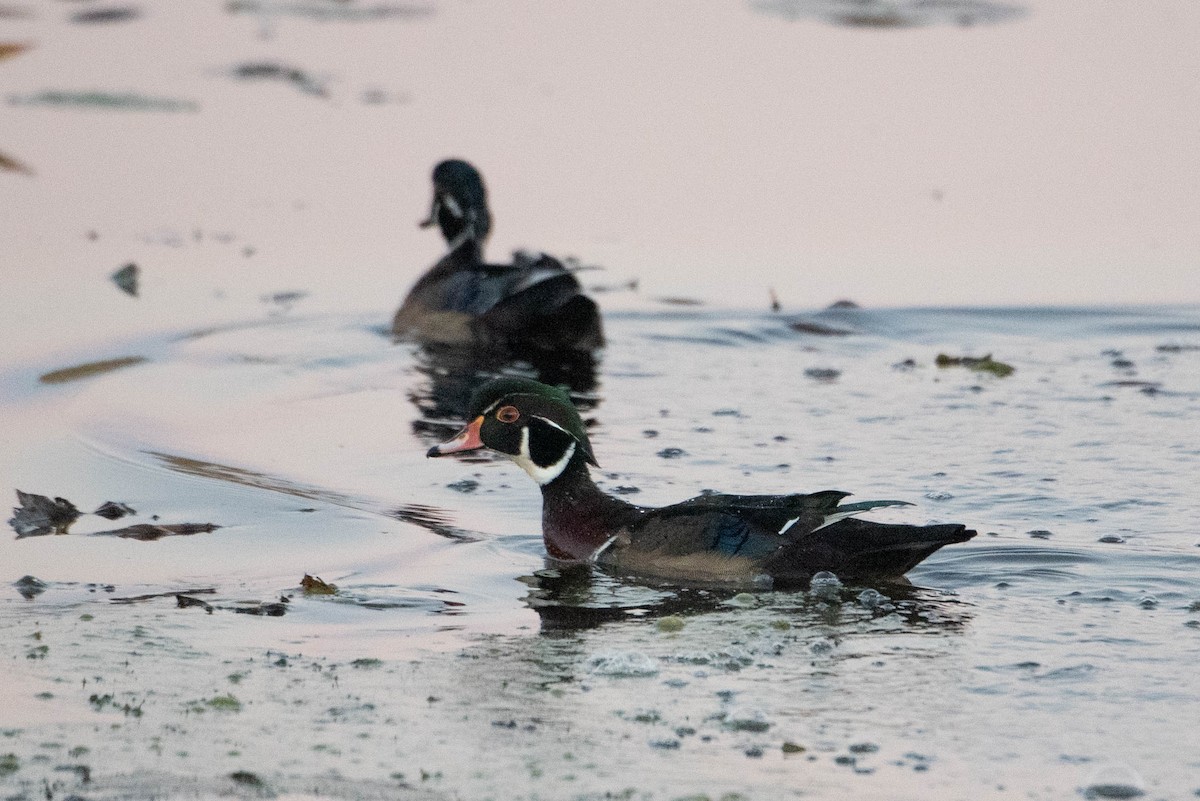 Wood Duck - ML625551515