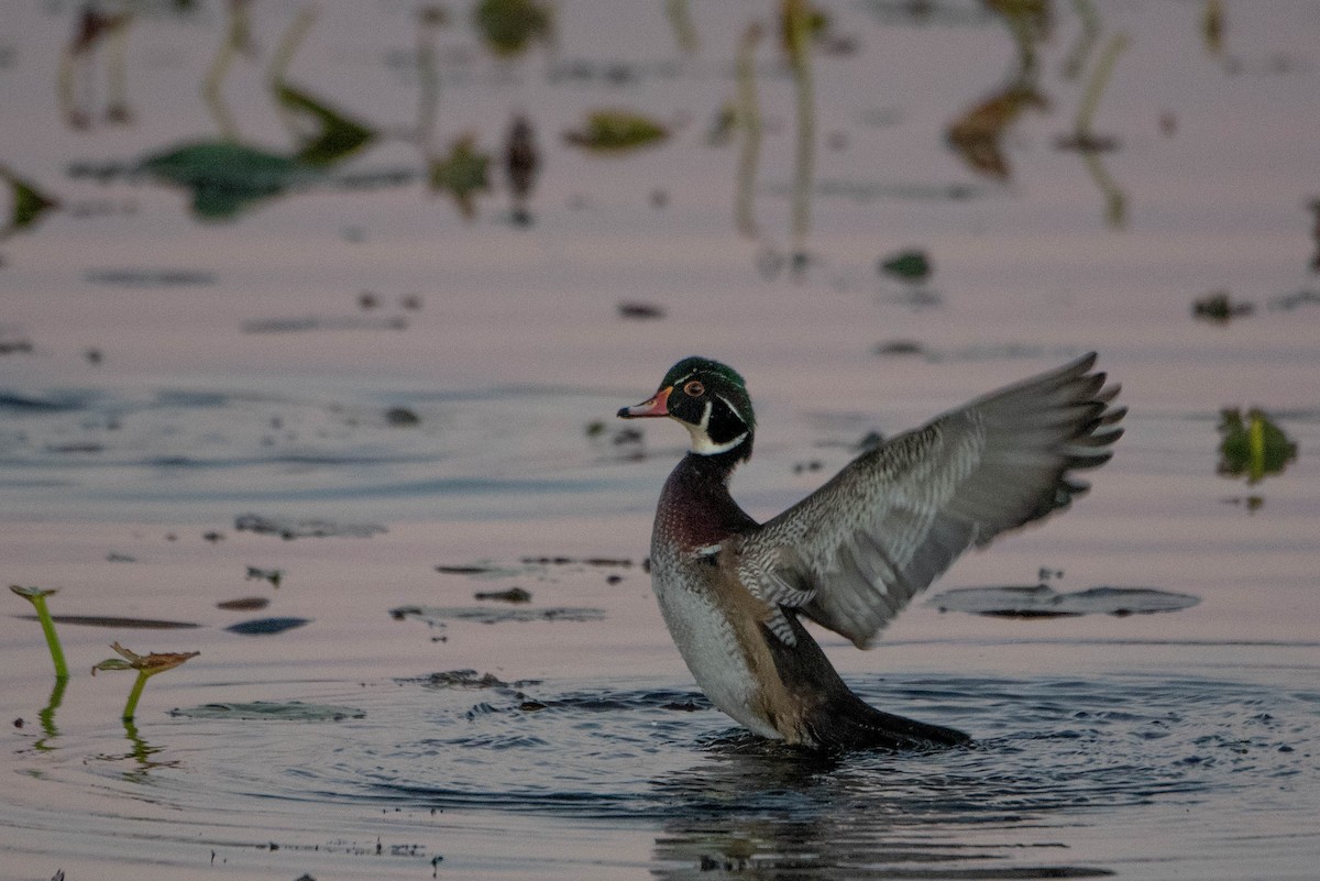 Wood Duck - ML625551516