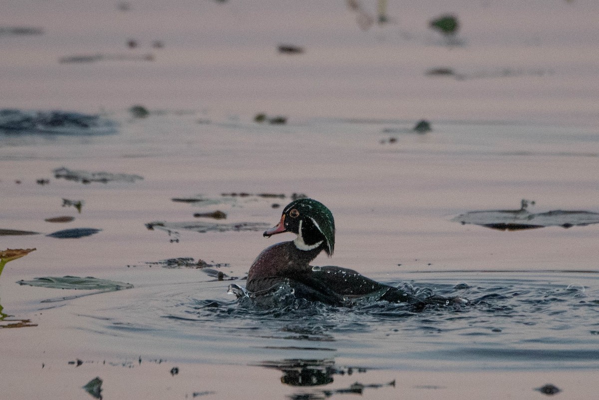 Wood Duck - ML625551517