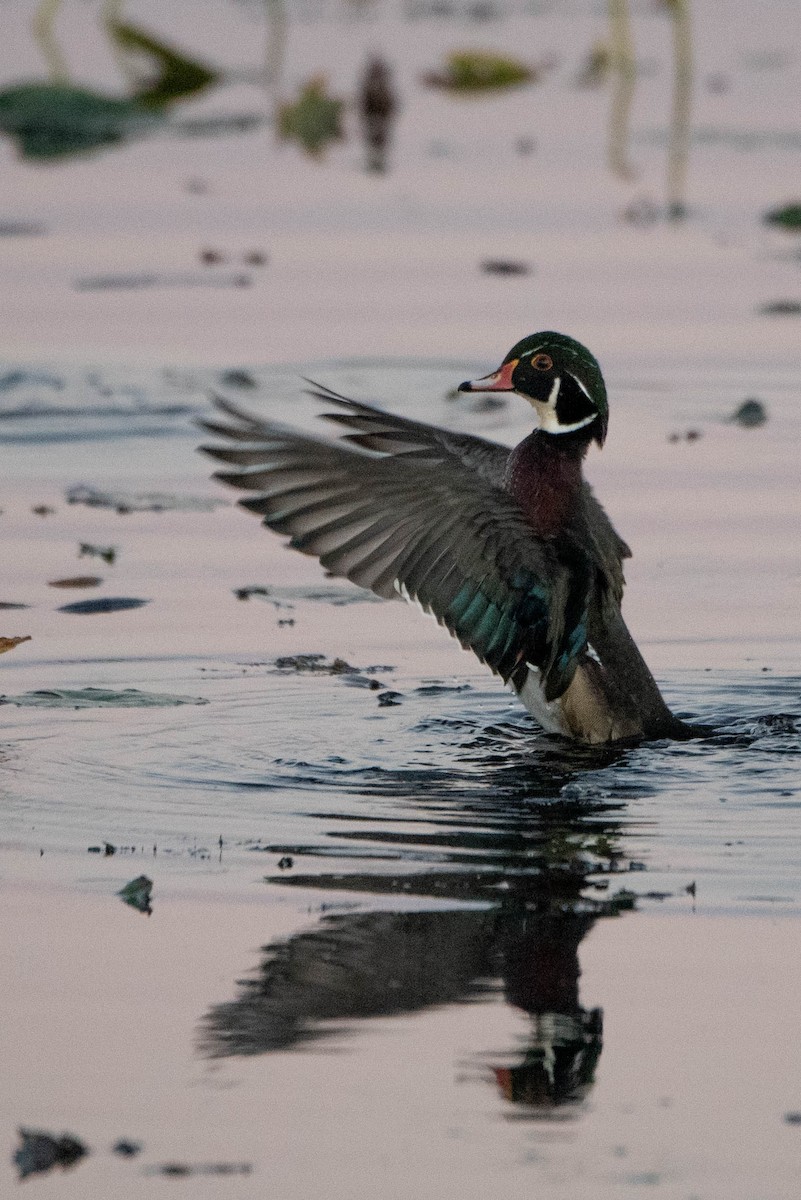 Wood Duck - ML625551518