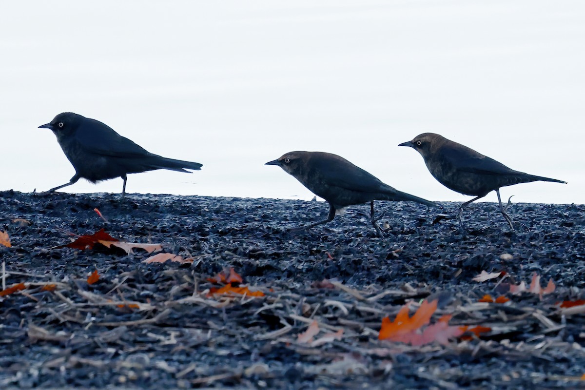 Rusty Blackbird - Gary Jarvis