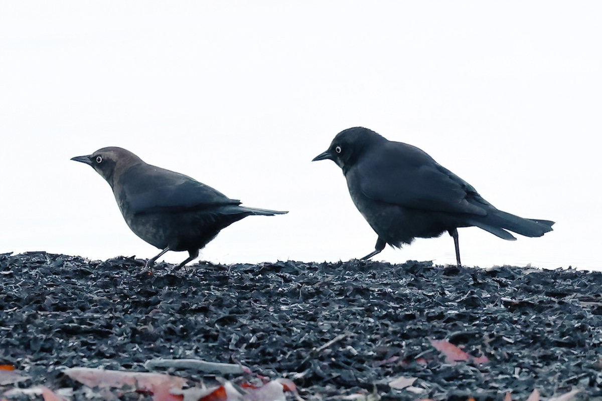 Rusty Blackbird - Gary Jarvis