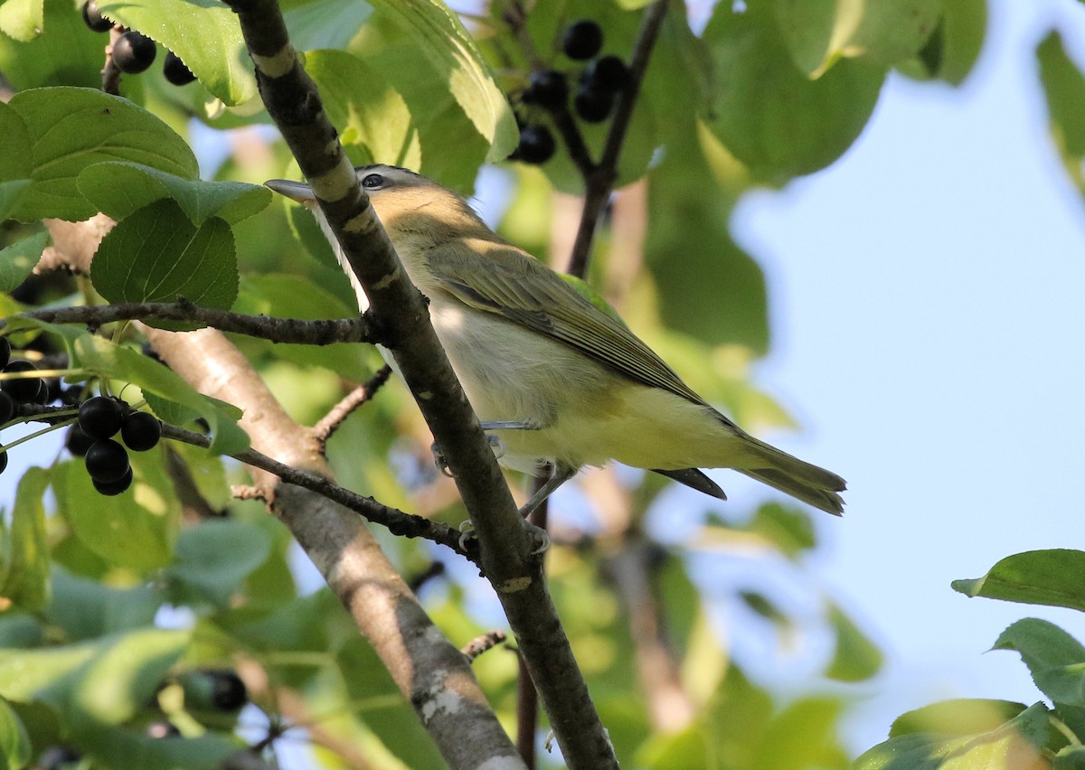 Red-eyed Vireo - ML625551594