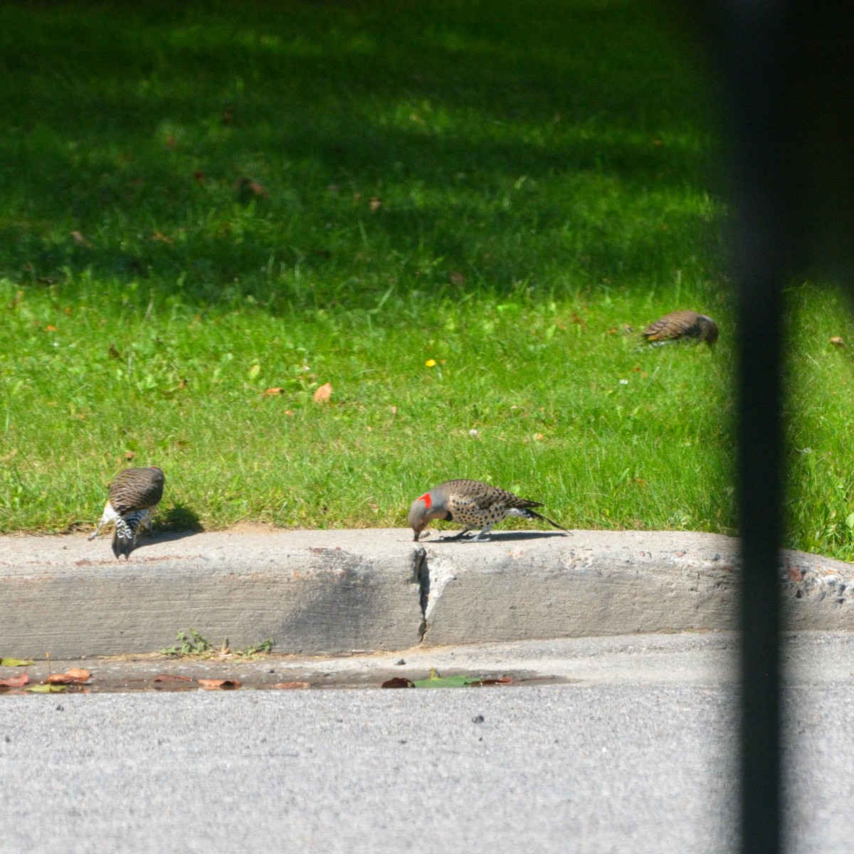 Northern Flicker - ML625551639
