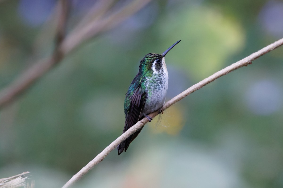 Colibri de Sybil - ML625551640