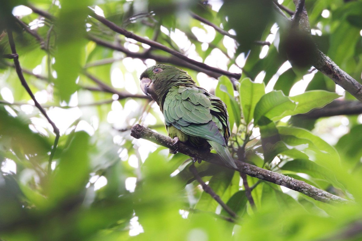 Pacific Parakeet - ML625551705