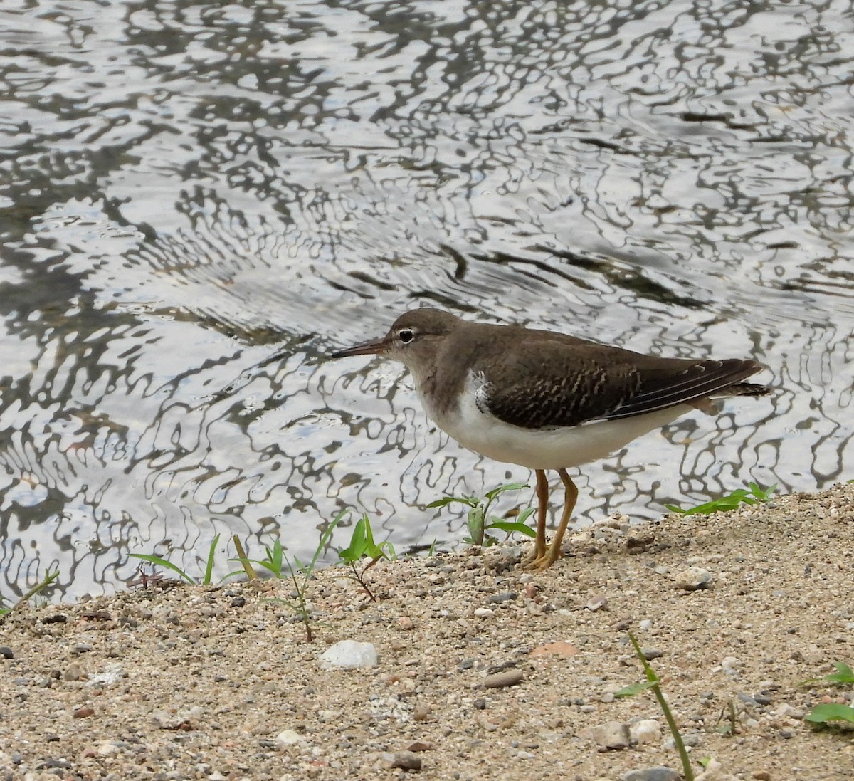 Spotted Sandpiper - Karina Garduño