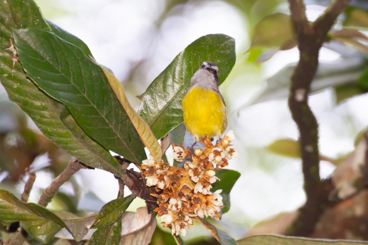 Bananaquit - ML625551782