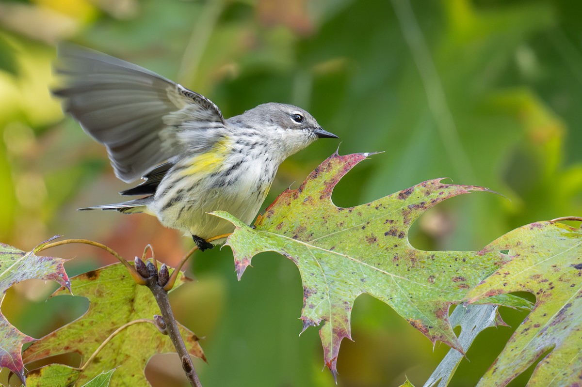 Yellow-rumped Warbler - ML625551860