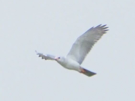Gray Goshawk - ML625552101