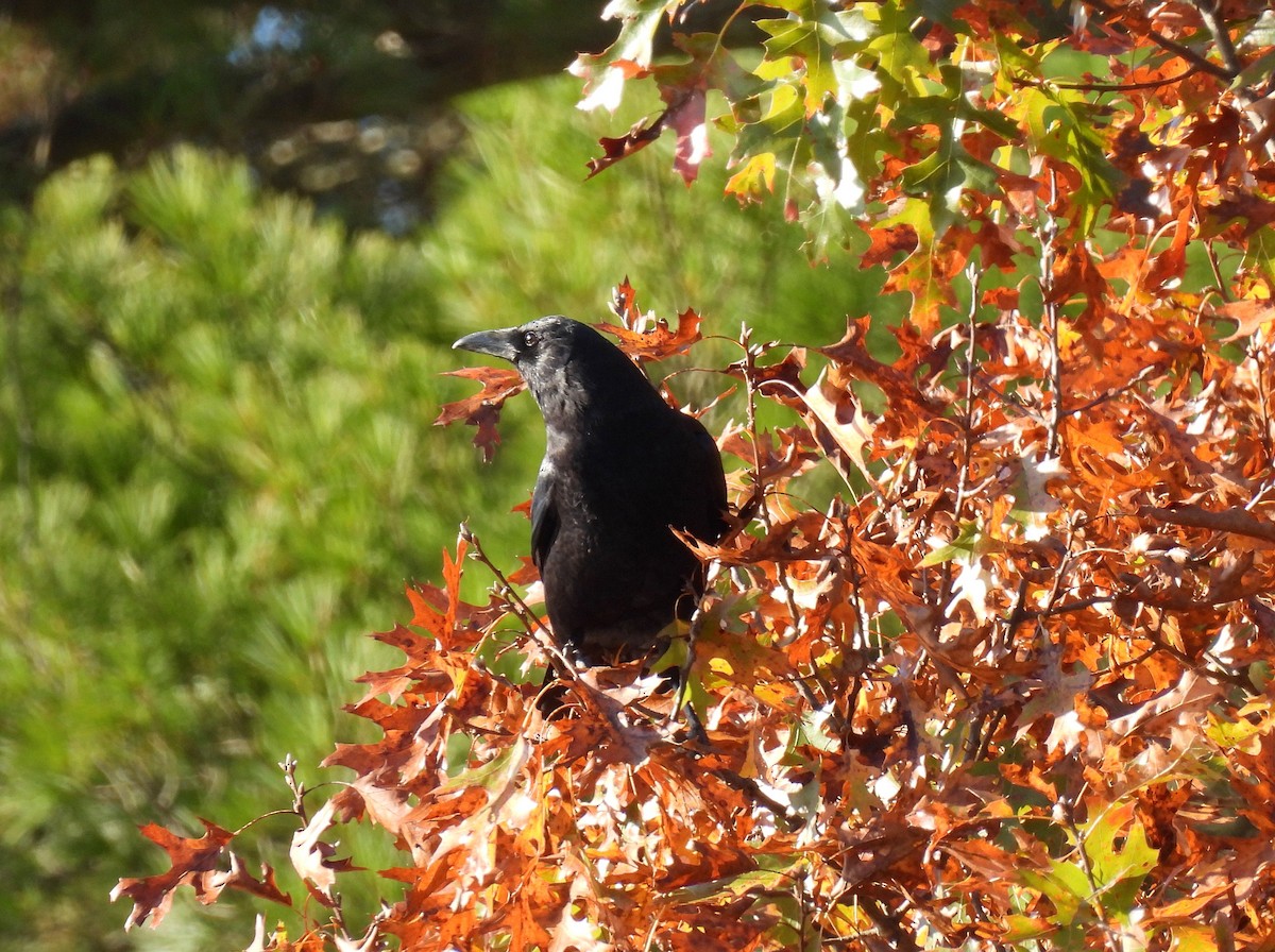 American Crow - ML625552181